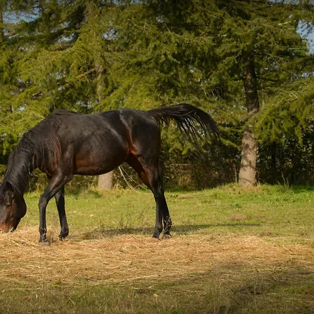 La Pineta Διαμέρισμα Piana